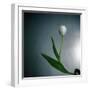 White Tulip-Paul Gadd-Framed Photographic Print