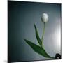 White Tulip-Paul Gadd-Mounted Photographic Print