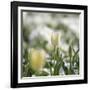 White Tulip-Incredi-Framed Giclee Print