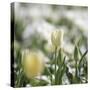 White Tulip-Incredi-Stretched Canvas