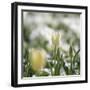 White Tulip-Incredi-Framed Giclee Print