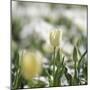 White Tulip-Incredi-Mounted Giclee Print