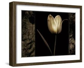 White Tulipa I-Rick Filler-Framed Giclee Print
