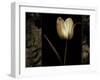 White Tulipa I-Rick Filler-Framed Giclee Print