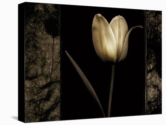 White Tulipa I-Rick Filler-Stretched Canvas