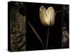 White Tulipa I-Rick Filler-Stretched Canvas