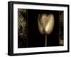 White Tulipa II-Rick Filler-Framed Giclee Print