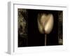 White Tulipa II-Rick Filler-Framed Giclee Print
