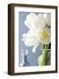 White Tulips Bouquet-Christine Zalewski-Framed Art Print