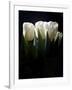 White Tulips Copy-Patricia Dymer-Framed Giclee Print