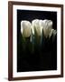 White Tulips Copy-Patricia Dymer-Framed Giclee Print