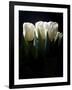 White Tulips Copy-Patricia Dymer-Framed Giclee Print