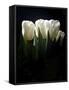 White Tulips Copy-Patricia Dymer-Framed Stretched Canvas