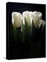 White Tulips Copy-Patricia Dymer-Stretched Canvas
