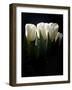 White Tulips Copy-Patricia Dymer-Framed Giclee Print