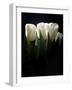 White Tulips Copy-Patricia Dymer-Framed Giclee Print