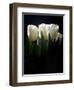 White Tulips Copy-Patricia Dymer-Framed Premium Giclee Print