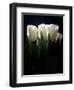 White Tulips Copy-Patricia Dymer-Framed Premium Giclee Print