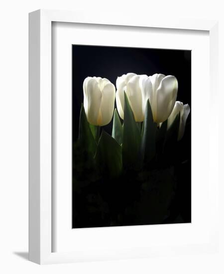 White Tulips Copy-Patricia Dymer-Framed Premium Giclee Print