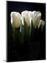 White Tulips Copy-Patricia Dymer-Mounted Premium Giclee Print
