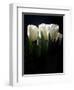 White Tulips Copy-Patricia Dymer-Framed Giclee Print