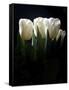 White Tulips Copy-Patricia Dymer-Framed Stretched Canvas