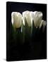 White Tulips Copy-Patricia Dymer-Stretched Canvas