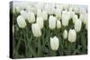 White Tulips I-Dana Styber-Stretched Canvas