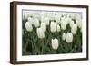 White Tulips I-Dana Styber-Framed Photographic Print