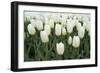 White Tulips I-Dana Styber-Framed Photographic Print