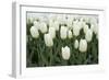 White Tulips I-Dana Styber-Framed Photographic Print