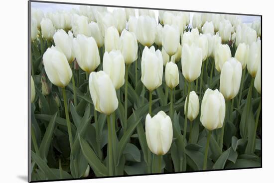 White Tulips I-Dana Styber-Mounted Photographic Print
