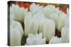 White Tulips II-Dana Styber-Stretched Canvas