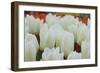 White Tulips II-Dana Styber-Framed Photographic Print