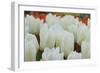 White Tulips II-Dana Styber-Framed Photographic Print