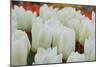 White Tulips II-Dana Styber-Mounted Photographic Print