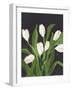 White Tulips on Black (1)-Pamela Munger-Framed Art Print