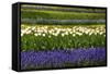 White Tulips with Blue Hyacinths in the Garden View from the Side.-protechpr-Framed Stretched Canvas