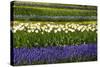 White Tulips with Blue Hyacinths in the Garden View from the Side.-protechpr-Stretched Canvas