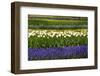 White Tulips with Blue Hyacinths in the Garden View from the Side.-protechpr-Framed Photographic Print