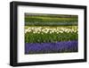 White Tulips with Blue Hyacinths in the Garden View from the Side.-protechpr-Framed Photographic Print