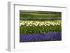 White Tulips with Blue Hyacinths in the Garden View from the Side.-protechpr-Framed Photographic Print