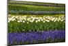 White Tulips with Blue Hyacinths in the Garden View from the Side.-protechpr-Mounted Photographic Print