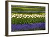 White Tulips with Blue Hyacinths in the Garden View from the Side.-protechpr-Framed Photographic Print