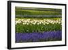 White Tulips with Blue Hyacinths in the Garden View from the Side.-protechpr-Framed Photographic Print