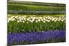 White Tulips with Blue Hyacinths in the Garden View from the Side.-protechpr-Mounted Photographic Print