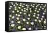 White Tulips with Blue Hyacinths View from the Top.-protechpr-Framed Stretched Canvas