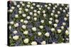 White Tulips with Blue Hyacinths View from the Top.-protechpr-Stretched Canvas