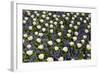 White Tulips with Blue Hyacinths View from the Top.-protechpr-Framed Photographic Print
