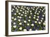 White Tulips with Blue Hyacinths View from the Top.-protechpr-Framed Photographic Print